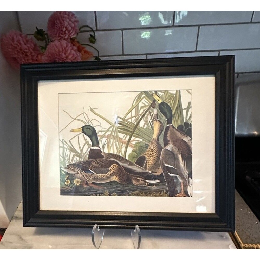 Vintage John James Audubon Mallard Duck Framed Print Realism Woodland Core